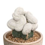 Epithelantha Bokei Crested Form