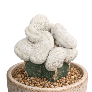 Epithelantha Bokei Crested Form