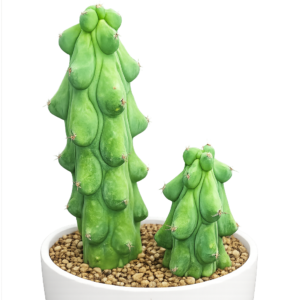 Myrtillocactus geometrizans