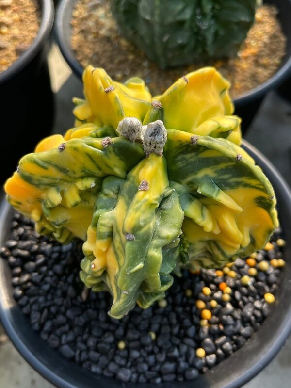 Astrophytum Cactus (Rare Star Cactus) Astrophytum Cactus (Rare Star Cactus)  | Rare Roots PK
