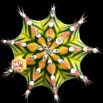 Astrophytum Cactus (Rare Star Cactus)