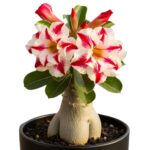 Adenium Succulent