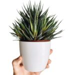Haworthia Succulent (Zebra Plant)