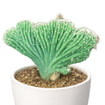 Crested cactus