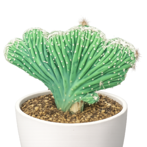 Crested cactus
