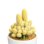 Variegated Lobivia