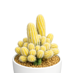 Variegated Lobivia