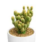 Opuntia