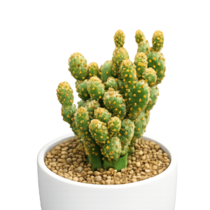Opuntia