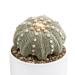 Asterias Star