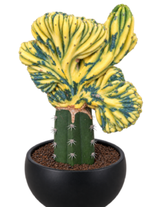 Myrtillocactus Geometrizans Crested Var.