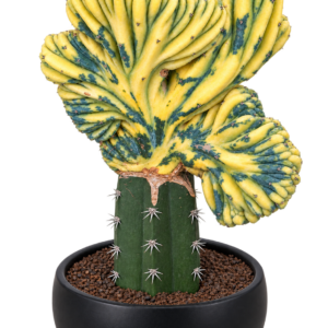 Myrtillocactus Geometrizans Crested Var.