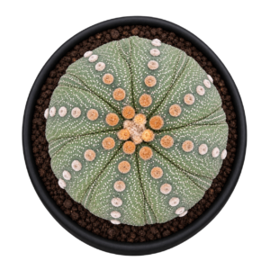 Astrophytm Asterias Fukuryo