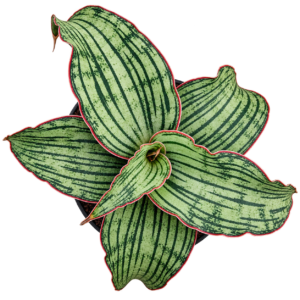 Sensveria Cleopatra