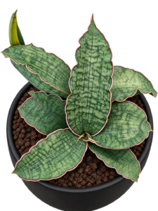 Sensveria Kirkii