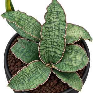 Sensveria Kirkii