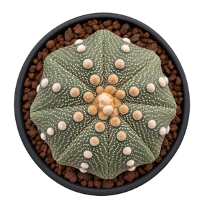 Astrophytm Asterias