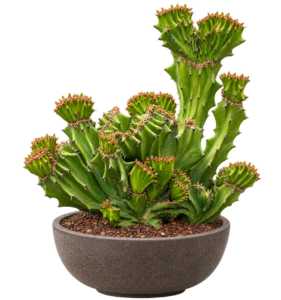 Euphorbia Lactea