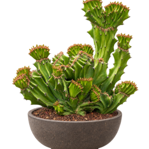 Euphorbia Lactea