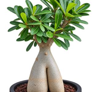 Adenium