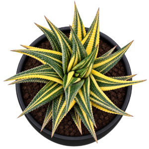 Howorthia Limofolia Varigated