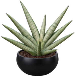 Sensveria Silver Crown