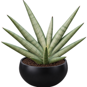 Sensveria Silver Crown