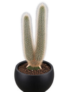 Torch Cactus GFT