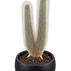 Torch Cactus GFT