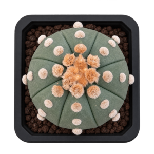 Asterias Ooibo
