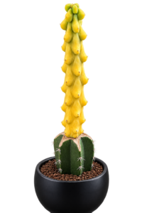 Myrtillocactus Geometrizans