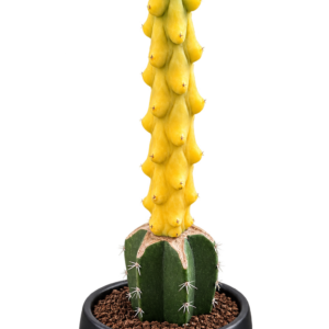 Myrtillocactus Geometrizans